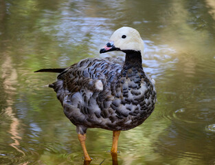 duck on the water