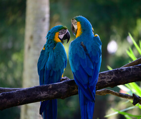 blue and yellow macaw