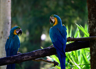 blue and yellow macaw