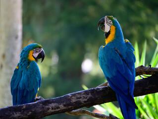 blue and yellow macaw