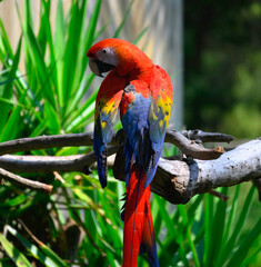 red and yellow macaw