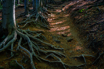 Entwined Tree Roots Crossing a Mountain Hiking Trail on a Steep Forest Slope with Dramatic Light and Rich Textures