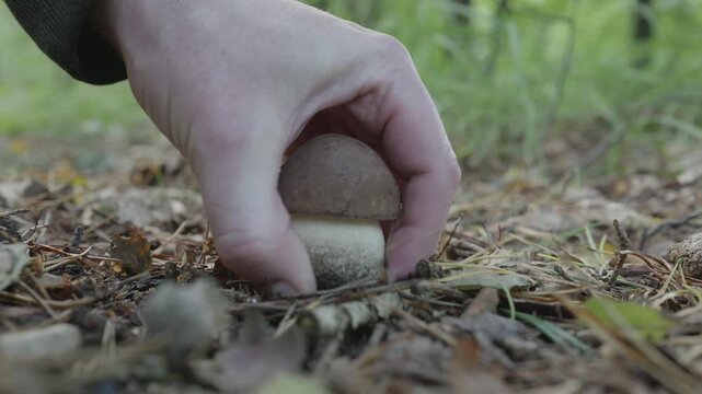 Picking a crisp, fresh birch bolete mushroom in autumn