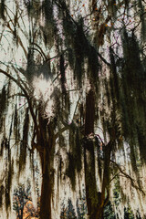 Spanish moss hanging in the sunlight