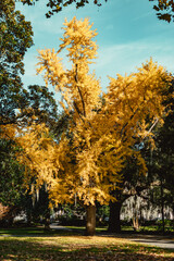 Golden fall tree in sunlight