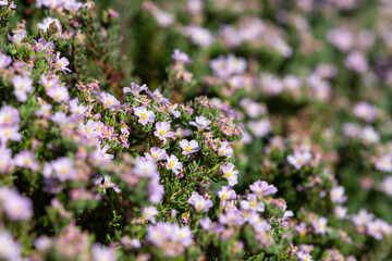 Close up of common sea heath (frankenia laevis) flowers in bloom