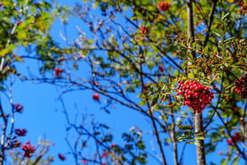 Red rowan berries against blue sky and sunlit leafy branches