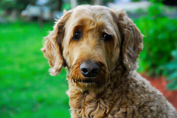 Cute portrait of a golden doodle dog outside on green grass. Close up view of a golden doodle chest and face with cute expression