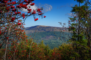 Clusters of red mountain ash berries and distant mountain view
