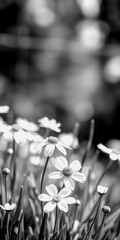 Flowers bloom beautifully in a black and white garden scene