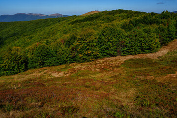 Mountain forest edge in afternoon sunlight below distant ridges and blue sky