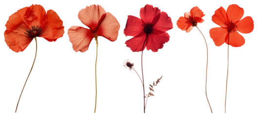 PNG Vibrant red poppy flowers arrangement, element set on transparent background