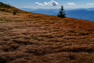 Isolated spruce on windswept golden mountain meadow with distant blue ridges