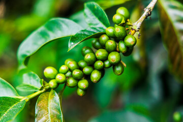 grains in the process of maturation