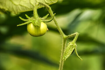Green unripe tomatoes growing in greenhouse, Tomato plants in greenhouse Green tomatoes plantation. Green and unripe tomatoes hang on plant. Tomato cultivation, Green tomato plants in greenhouse