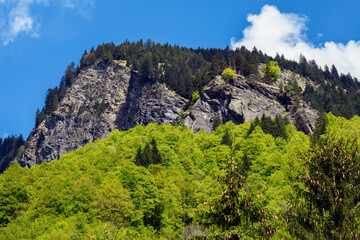 Weisstannen im Weisstannental, Mels, Kanton St. Gallen © Ilhan Balta