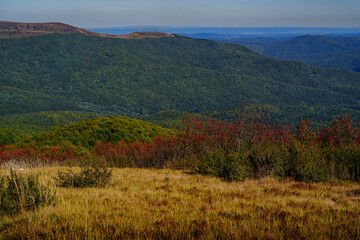 Golden mountain meadow with autumn shrubs and forested ridges in background