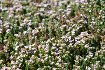 Close up of common sea heath (frankenia laevis) flowers in bloom