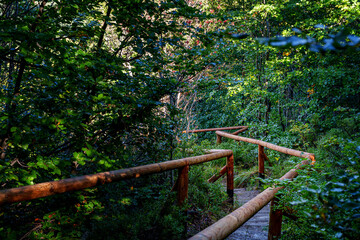 Twisting wooden-railed path through lush green forest in mountain shade