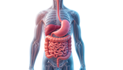 Anatomical illustration of the human digestive system, including the esophagus, stomach, liver, small intestine, and large intestine, isolated on transparent background