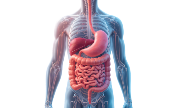 Anatomical illustration of the human digestive system, including the esophagus, stomach, liver, small intestine, and large intestine, isolated on transparent background