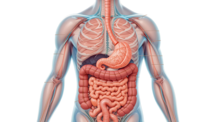 Detailed anatomical view of the human digestive system, featuring the esophagus, stomach, liver, and intestines, isolated on transparent background