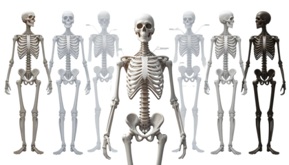 A collection of human skeleton models in varying degrees of transparency and color, isolated on a transparent background