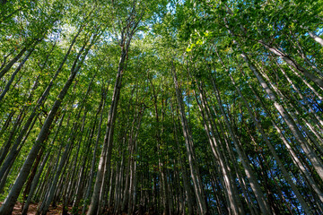 Tall beech forest canopy letting in dappled summer light, viewed from below
