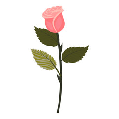 Delicate pink rose. Elegant flower on a slightly inclined stem. Vector illustration isolated on a white background.