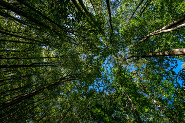 Canopy of tall green trees with blue sky above in late summer forest