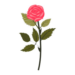 Bright pink rose. Lush flower on a slightly inclined stem. Vector illustration isolated on a white background.