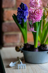 Kid's environmental project at home for ecology school lesson. Environment protection, eco friendly lifestyle. Growing bulbous hyacinth flowers in a pot on a windowsill. Spring gardening concept