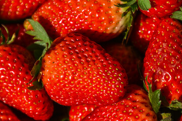 Strawberry field, Rows of fresh strawberries that are grown in greenhouses, Strawberry field with plants before harvest, strawberry plants in fields, Organic strawberry fruits in Jijel Algeria Africa.