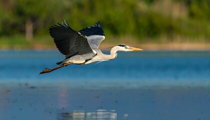 Obraz premium Grey heron in flight over water