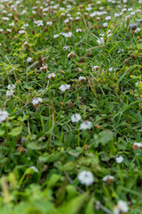 グリーンカーペットと可憐な小花