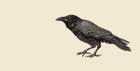 Fototapeta premium Detailed illustration of a perched black crow with textured feathers drawn by hand