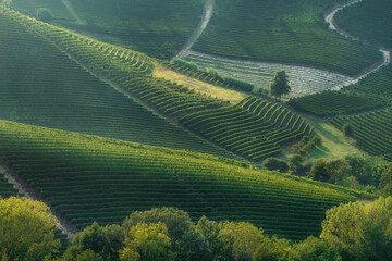 Langhe terraced vineyards at sunset near Neive and Barbaresco, Piedmont, Italy
