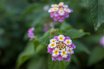 ピンクとオレンジのランタナの花クローズアップ