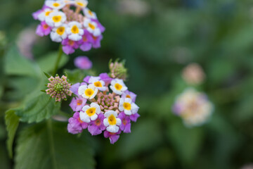ピンクとオレンジのランタナの花クローズアップ