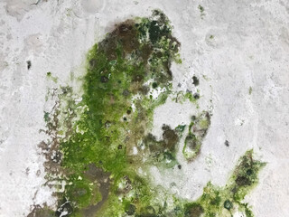  Close-up of a large stain of moss, mold, and moisture on a light-colored wall. The stain is a mix...