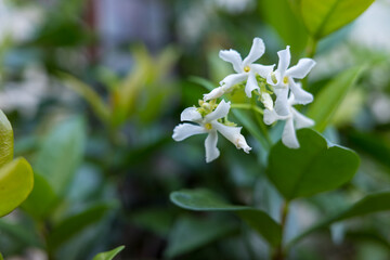 白い花が香るテイカカズラのディテール