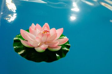 Pink lotus flower floating on tranquil blue water