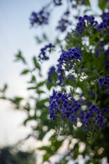 紫のグラデーションが美しいデュランタの花クローズアップ