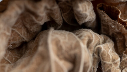 Close up of Brown Dry Leaf
