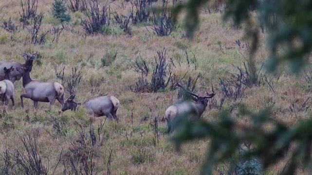 Bull elk walks through a meadow and bugles while pushing his cows forward. Big game wildlife footage of herd behavior during rut season.
