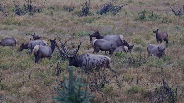 Bull elk casually walks around his herd of cows while grazing in a meadow. Wildlife footage capturing natural elk herd behavior during rut season