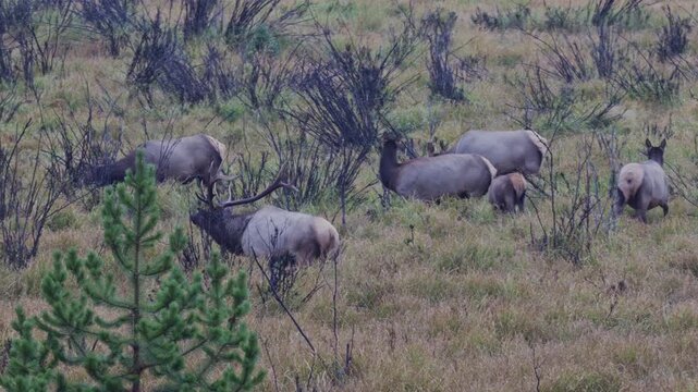A large bull elk grazes then walks through a herd of cows on a rainy day. The animals feed peacefully in an open field while mist and drizzle create a moody atmosphere. 