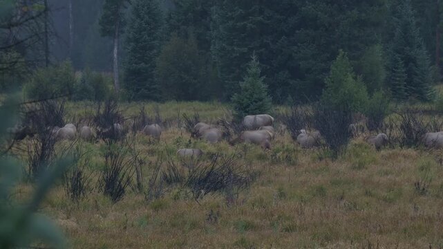Herd of Elk Grazing in Meadow on a rainy overcast day.