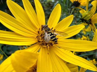 Midwest Yellow Petal Wildflower with Bee Harvesting Nectar