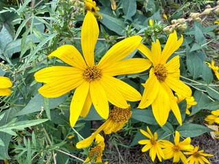 Two Midwest Yellow Petal Wildflower